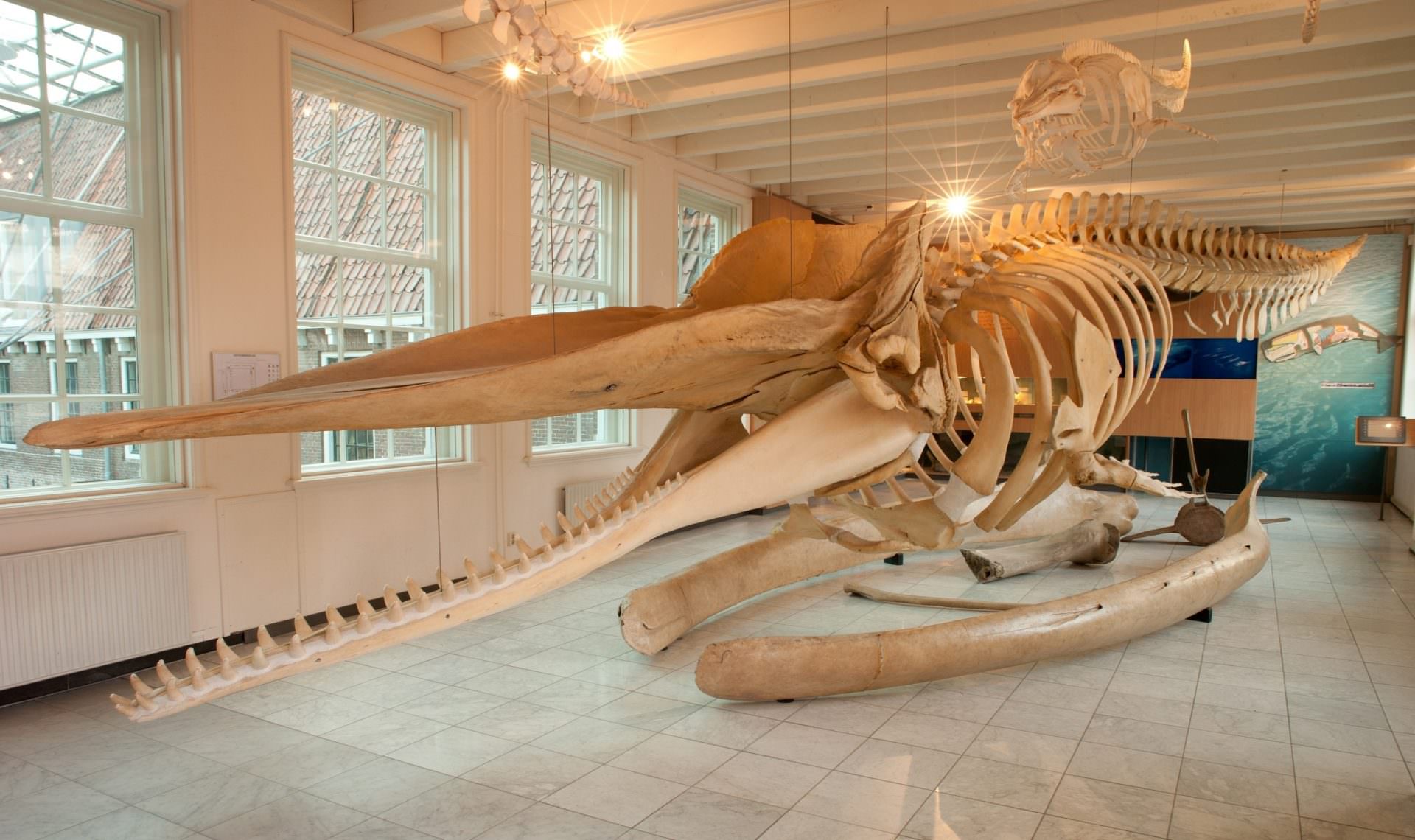 Ga mee op avontuur in Natuurmuseum Fryslân