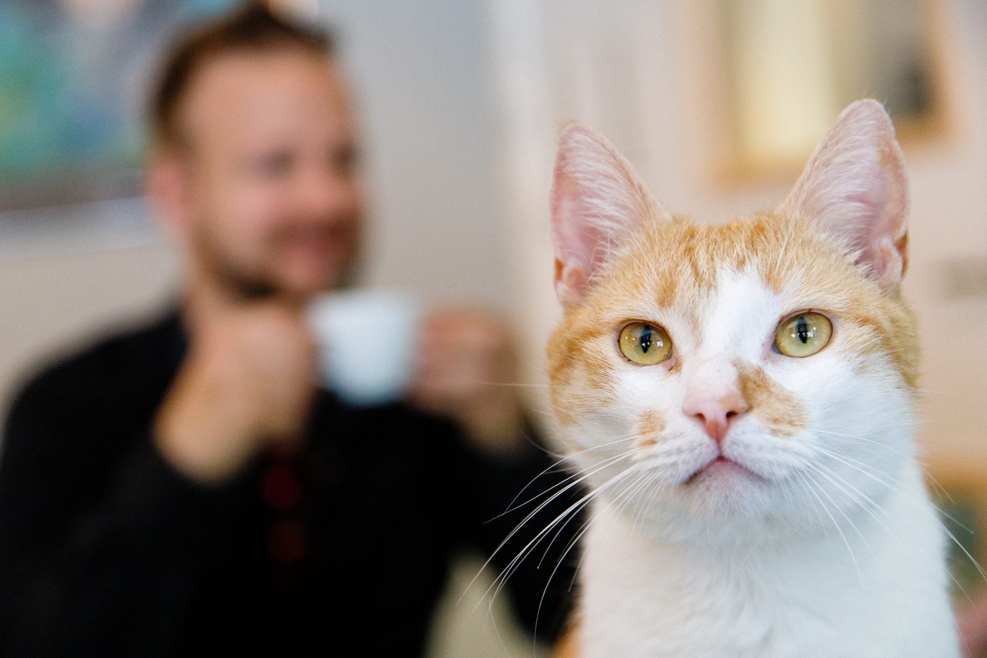 Als de kattenliefhebber van huis is, zit ‘ie bij Poespas