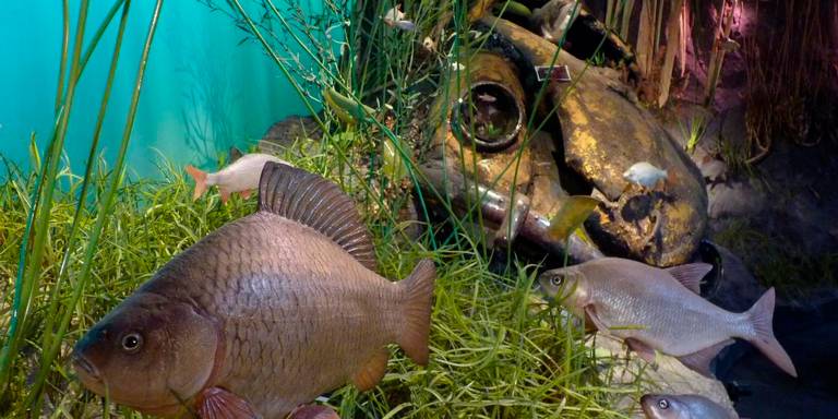 OnderWaterSafari Natuurmuseum 23 april open