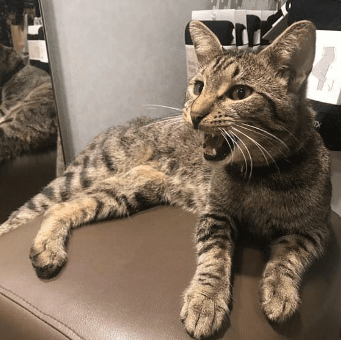 Shotje vernoemd naar Teun de stadskat