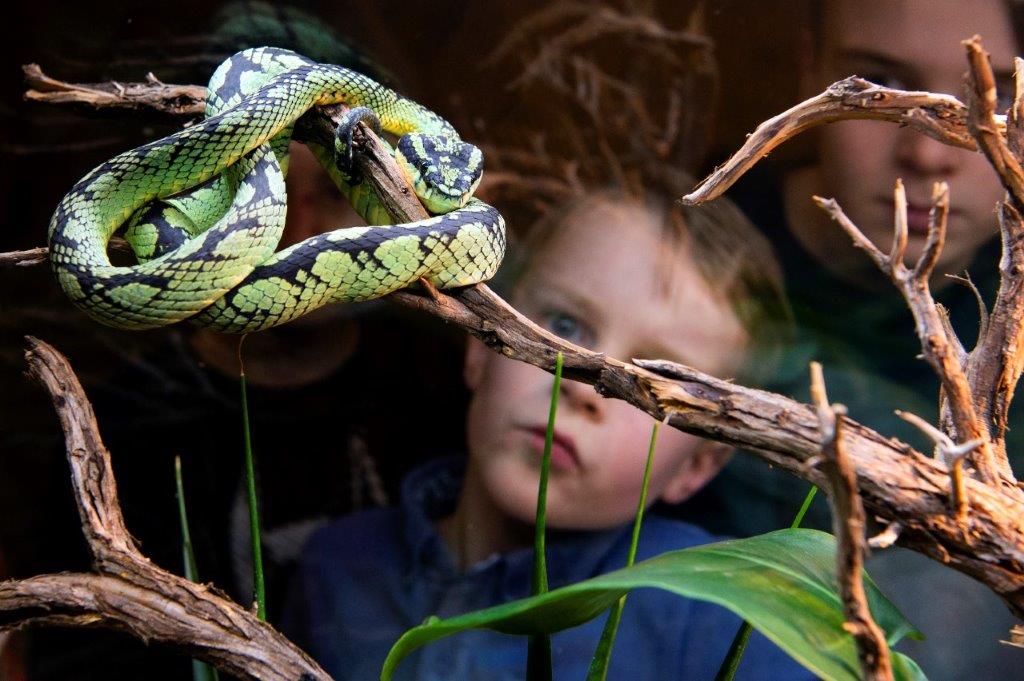 GIF: Oog in oog met levende giftige dieren