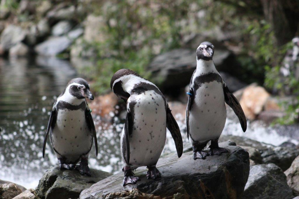 Leer van alles over dieren met de online lessen van AquaZoo