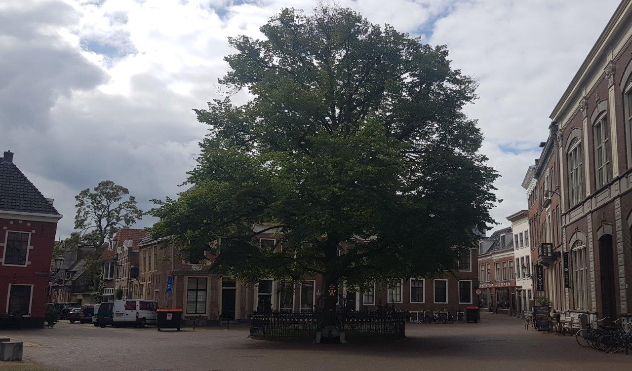 Stem op de mooiste boom van de Gemeente Leeuwarden