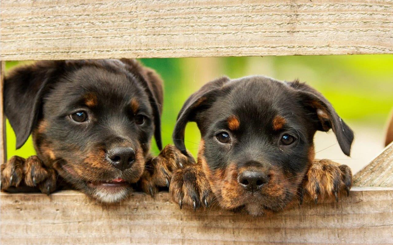 Dierendag: drie leuke ideeën voor jou, je kinderen en natuurlijk je huisdier