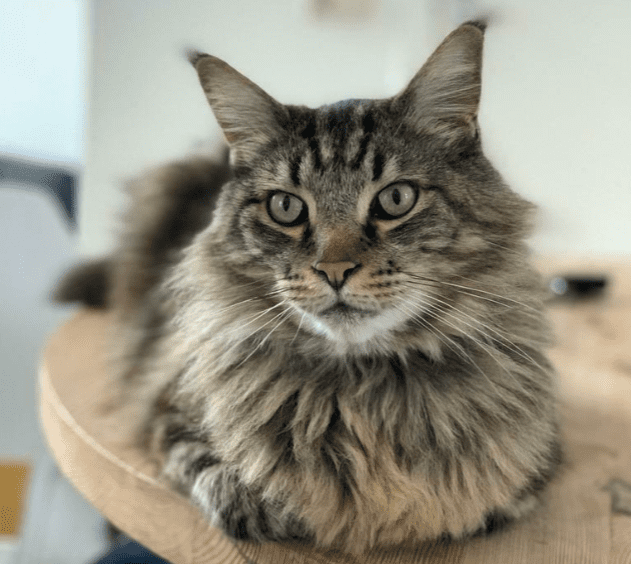 Duizend euro voor het vinden van vermiste Leeuwarder kat