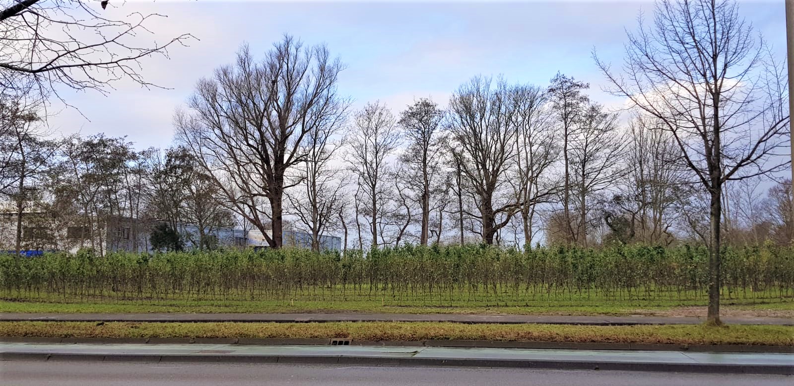 Nieuw doolhof in Leeuwarden met 2.200 perenbomen