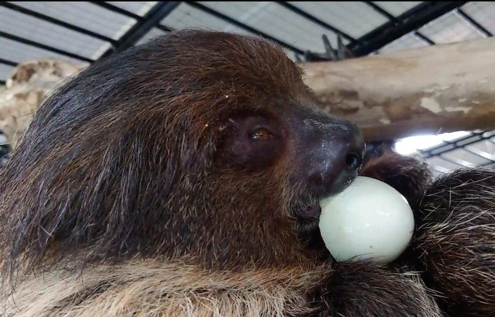 Aquazoo verwelkomt tweede tweevingerige luiaard