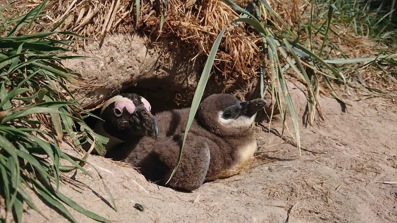 Babynieuws AquaZoo: jonge pinguïns en wallaby's geboren