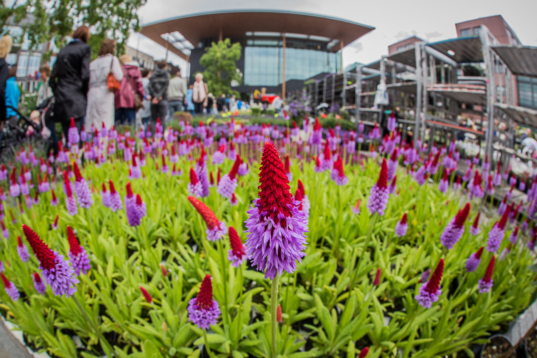 Throwback Thursday: De bloemetjesmarkt op Hemelvaartsdag