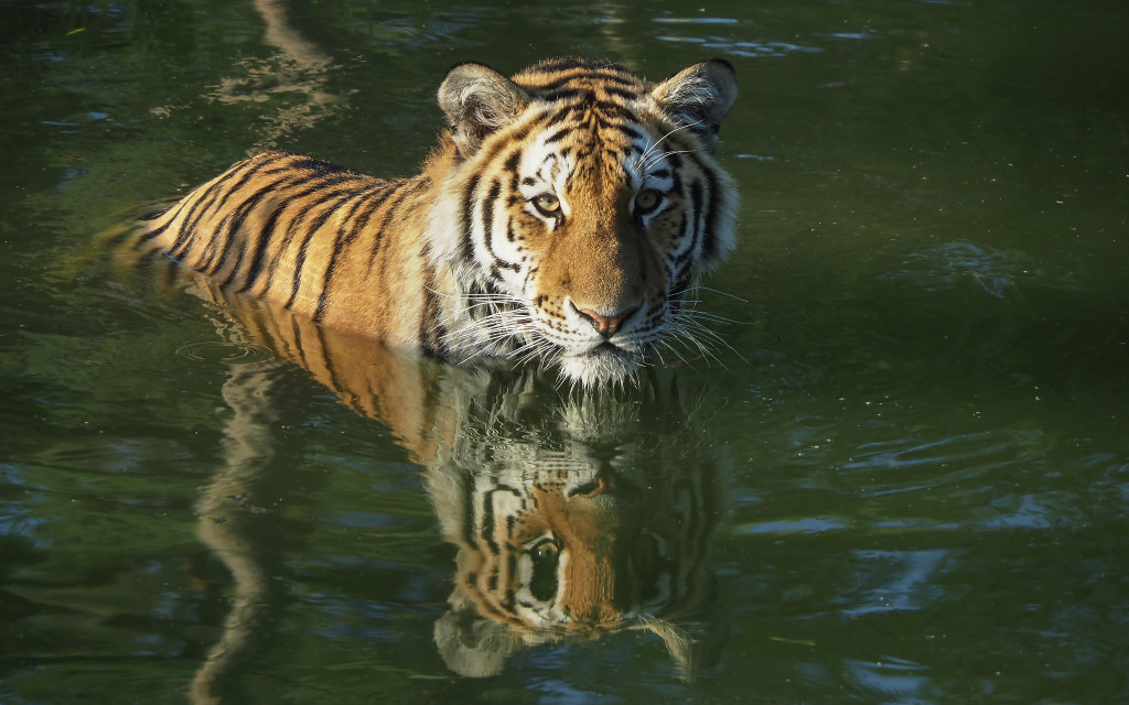 Eind dit jaar komen er twee Amoertijgers naar AquaZoo!