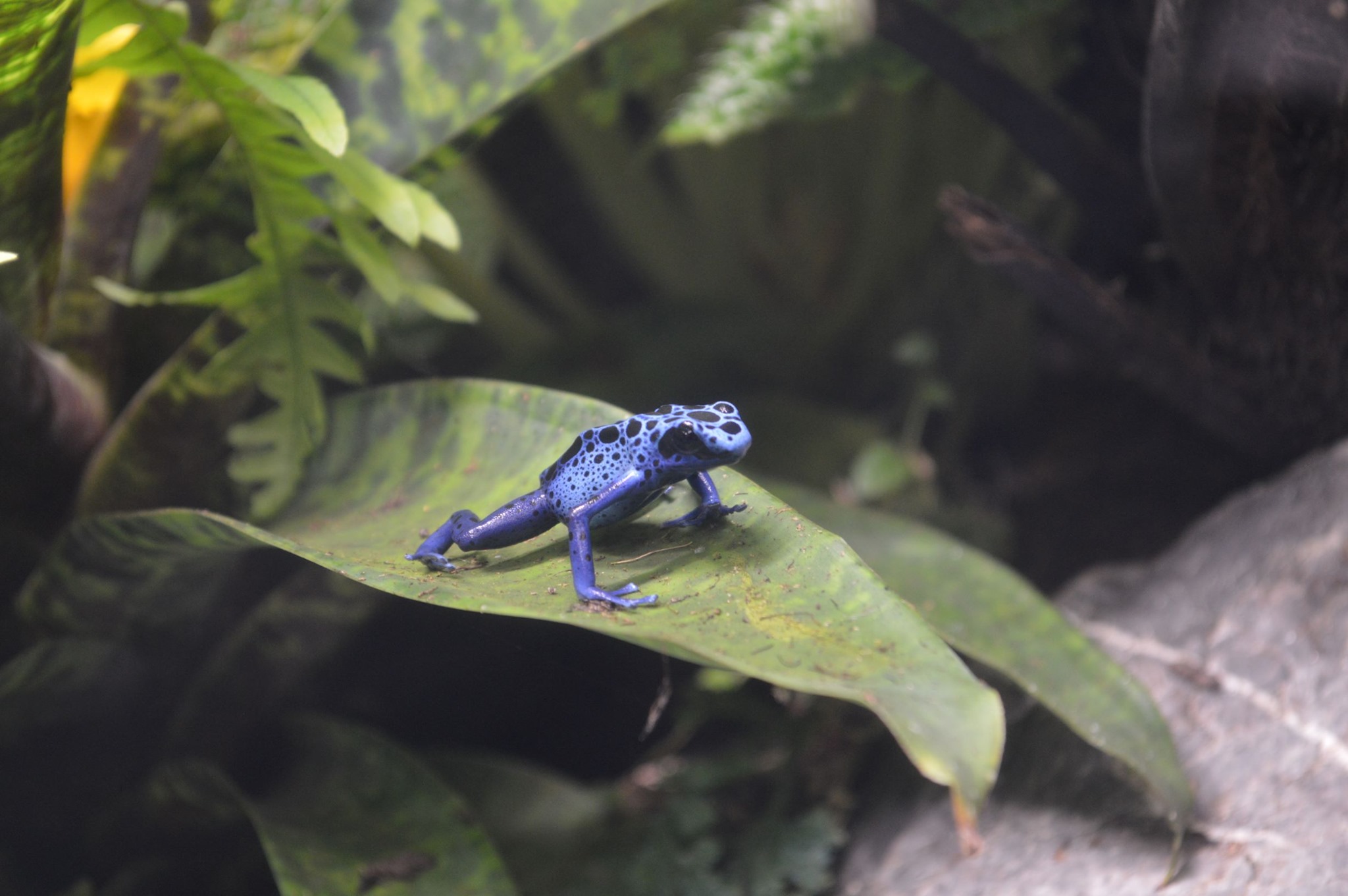 AquaZoo verwelkomt diersoorten met bijzonder seksleven