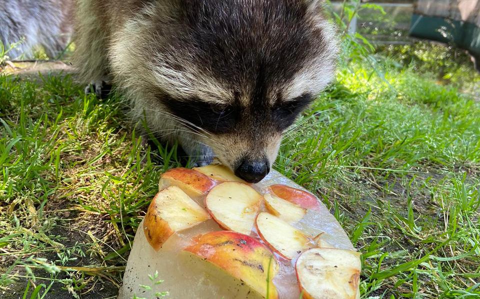 Dieren in AquaZoo krijgen ijsjes wegens extreme hitte