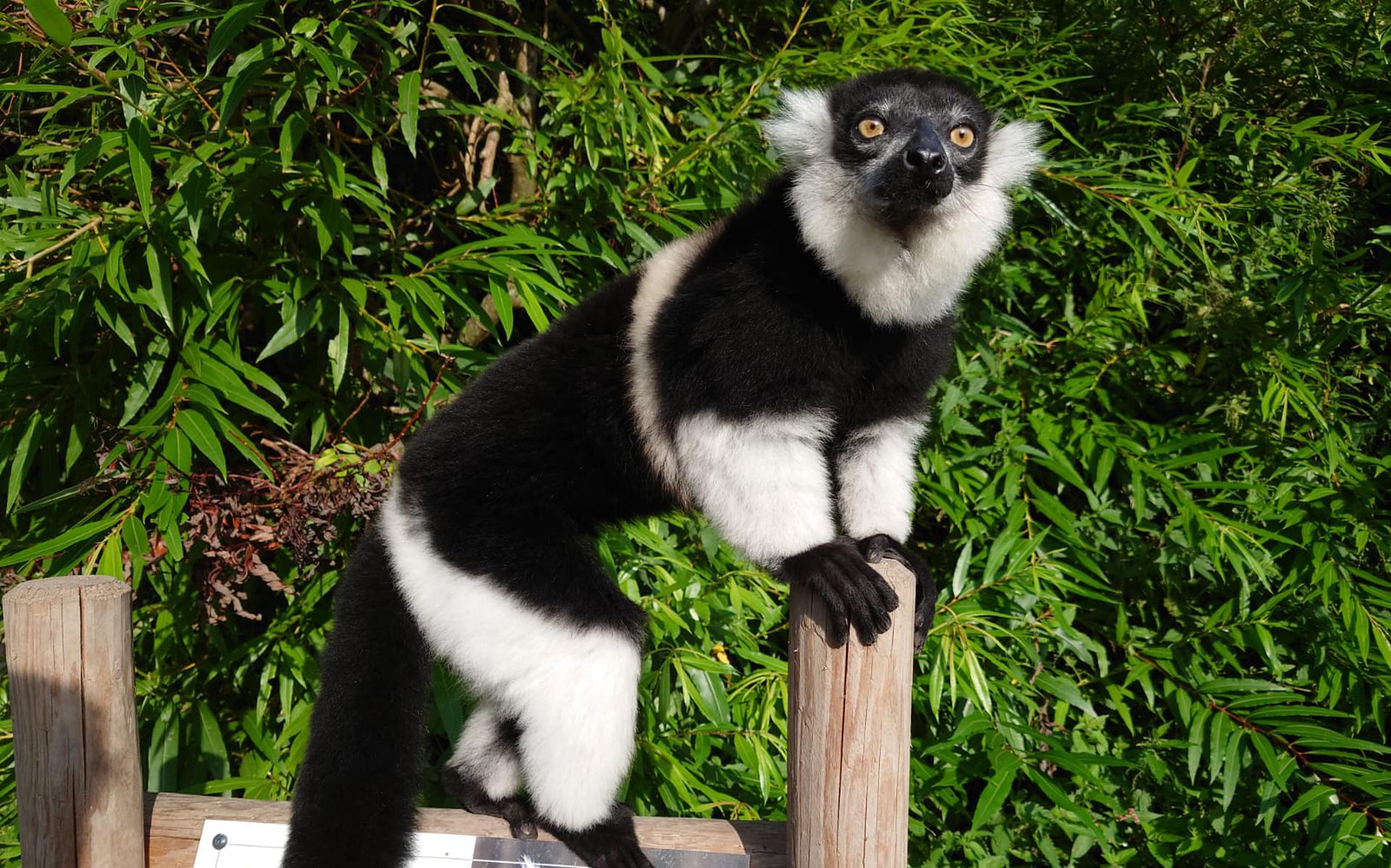 Twee ernstig bedreigde gordelvari’s zijn nieuwste bewoners van AquaZoo