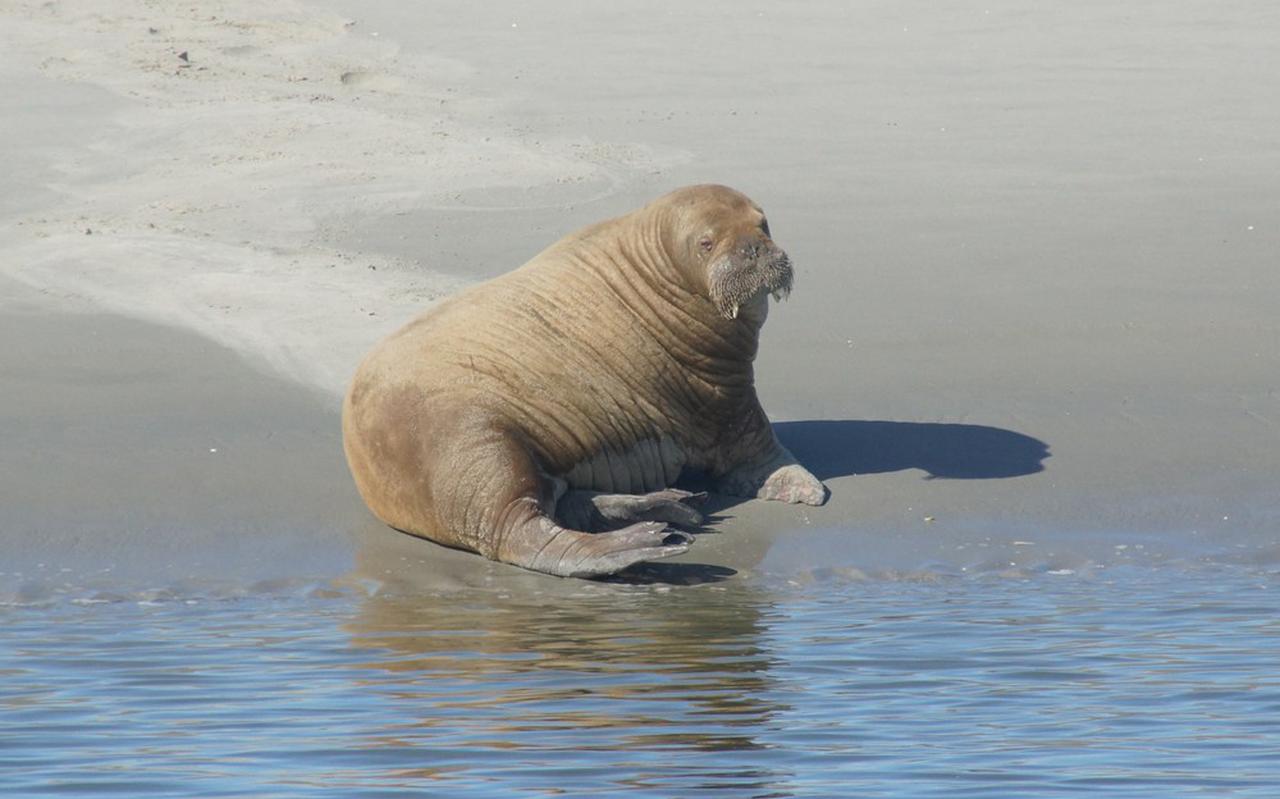 Walrus gespot bij Schiermonnikoog