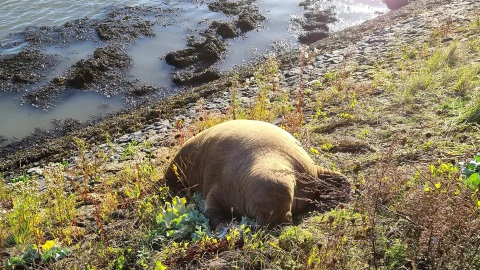 Walrus gespot op de pier in Harlingen