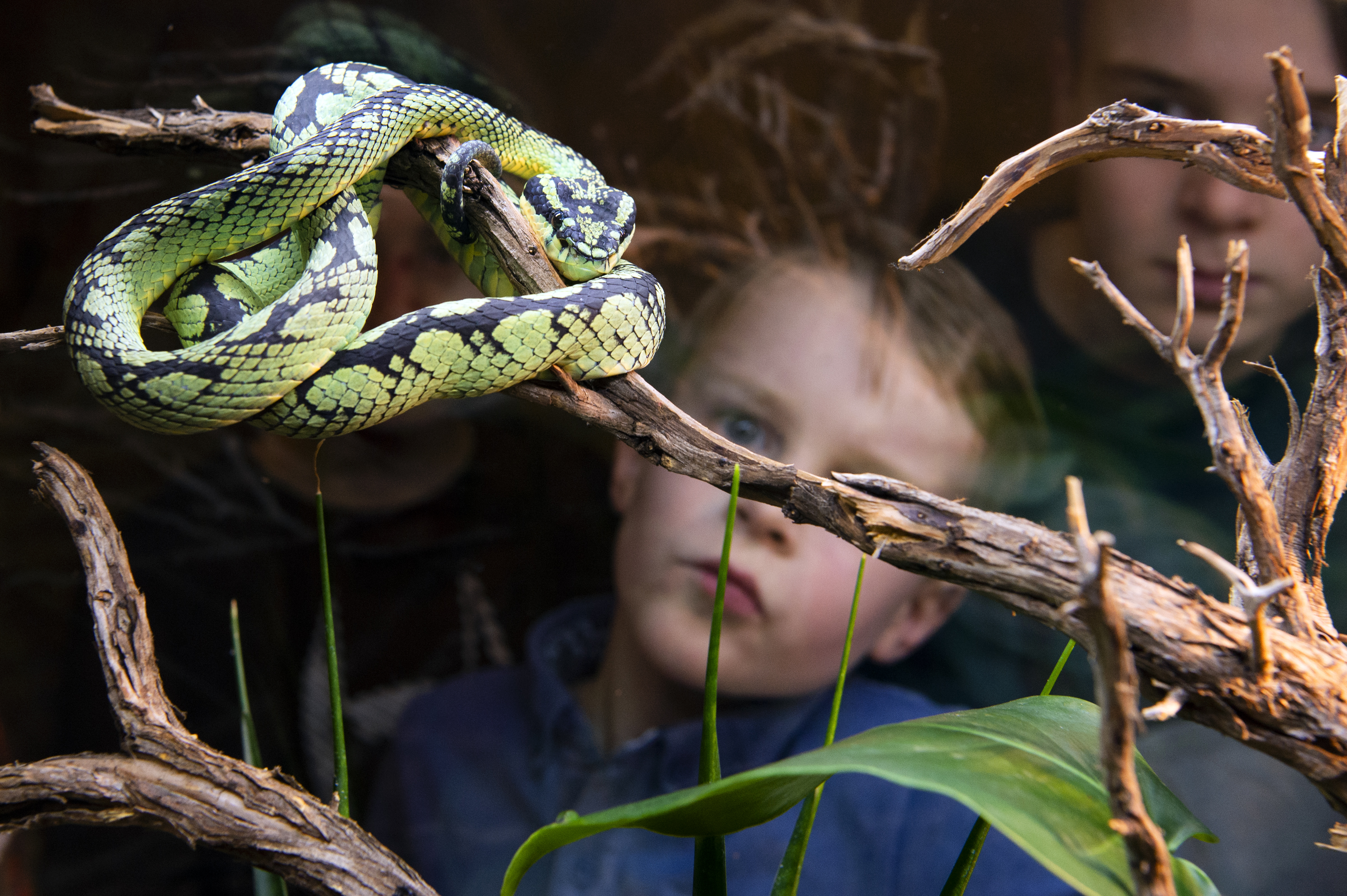 Nieuwe giftige dieren in Natuurmuseum Fryslân