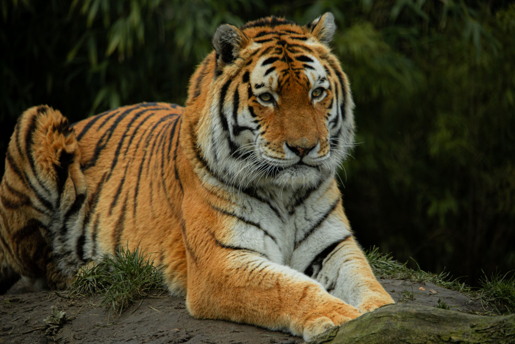 Bouwwerkzaamheden voor nieuw tijgergebied in AquaZoo begonnen