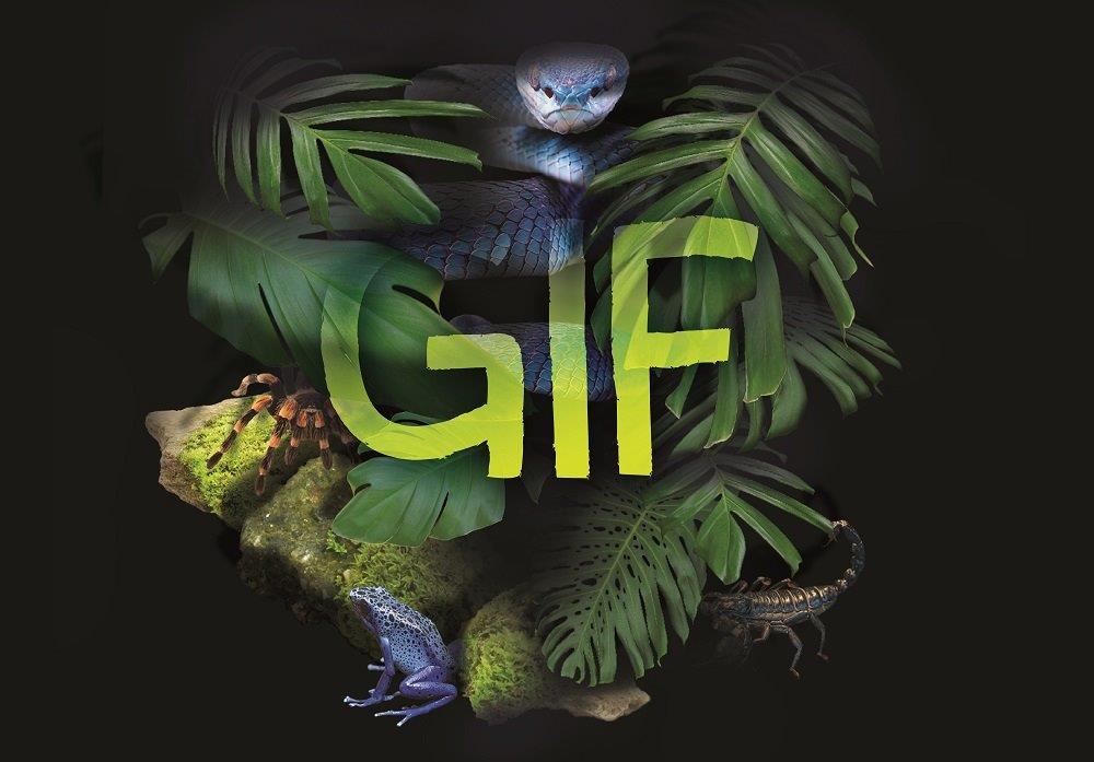 Laatste kans: bezoek de tentoonstelling GIF in Natuurmuseum Fryslân!
