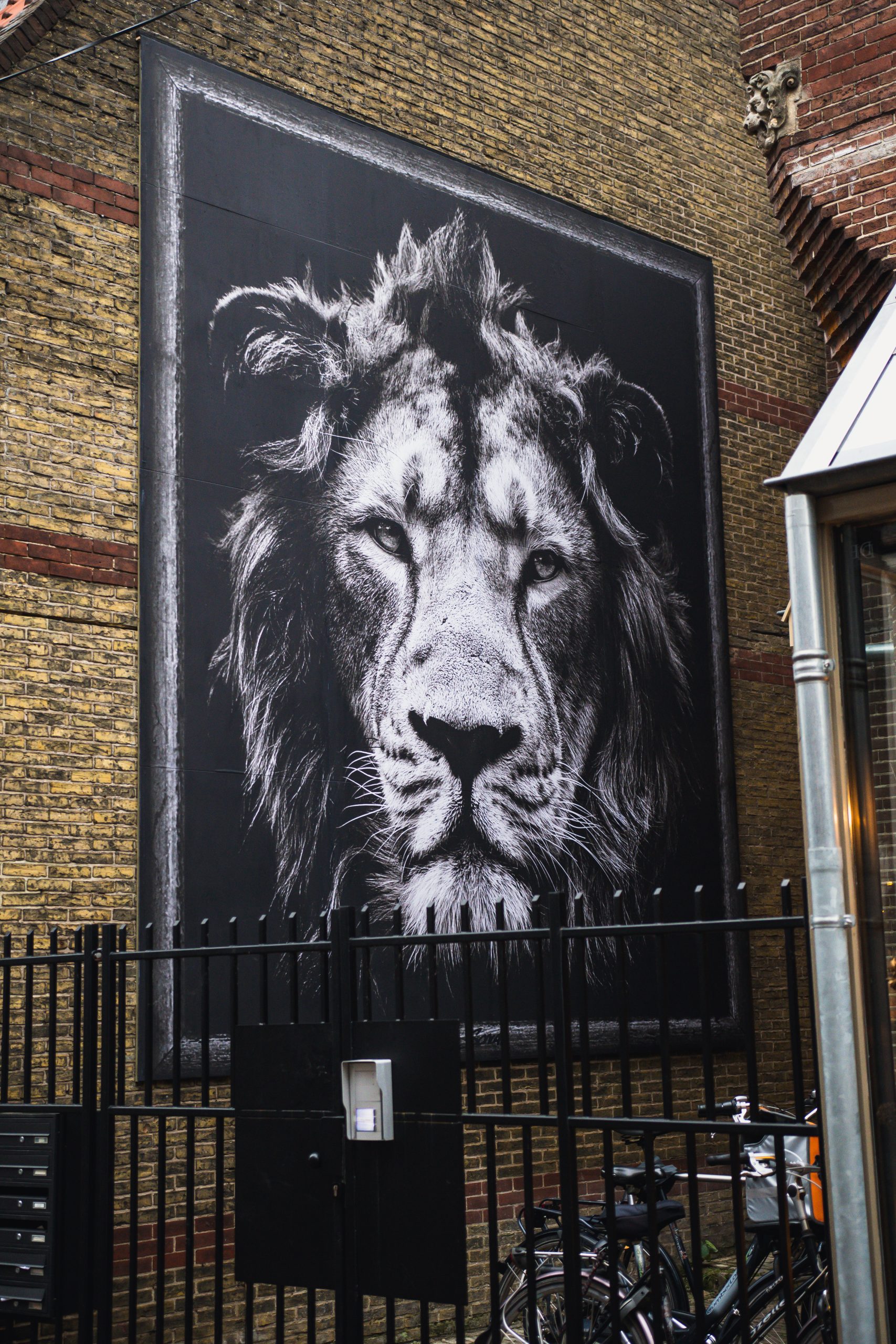 PAS OP! Een Leeuw in de Kleine Kerkstraat.