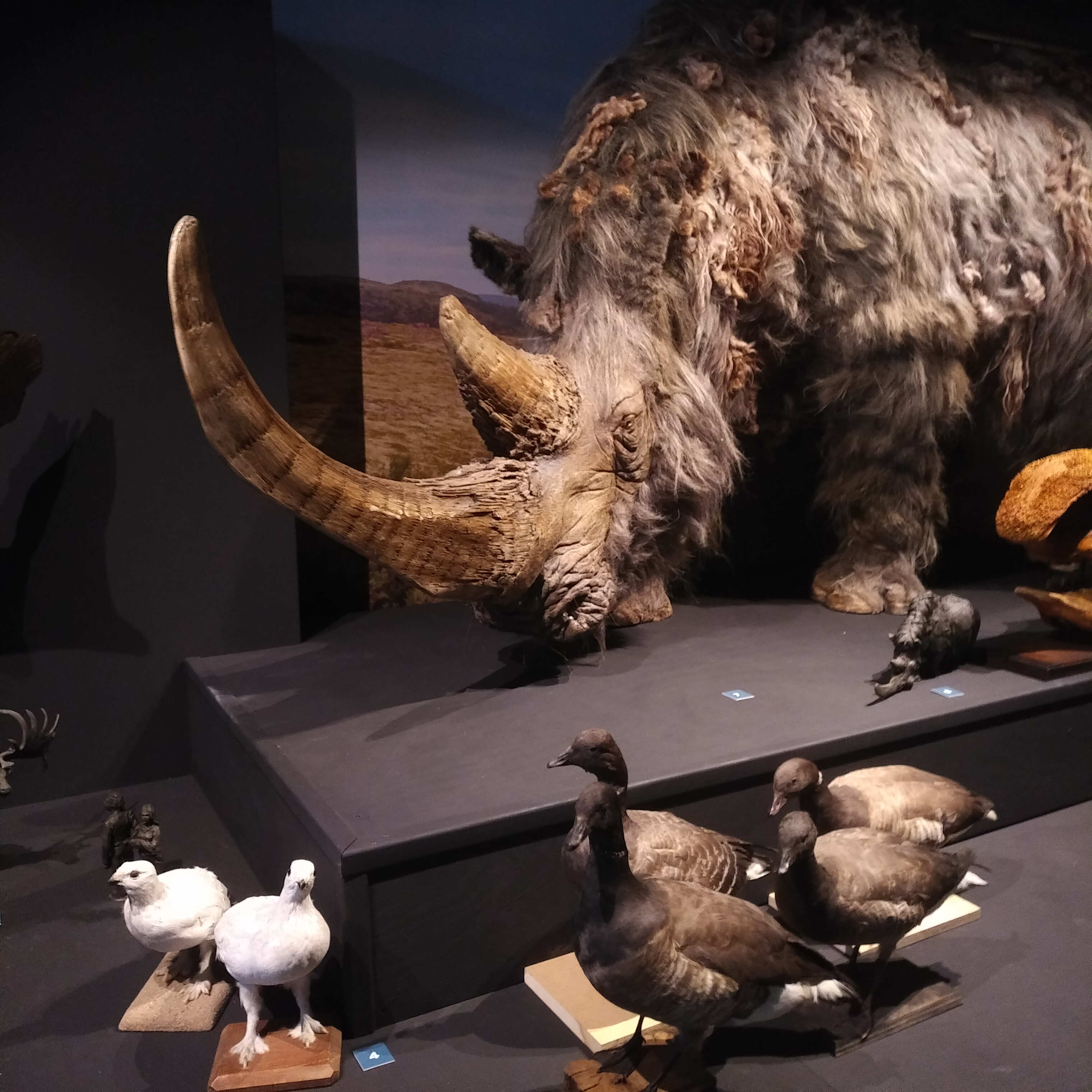Nieuwe expositie in Natuurmuseum Fryslân: Schatten van Doggerland