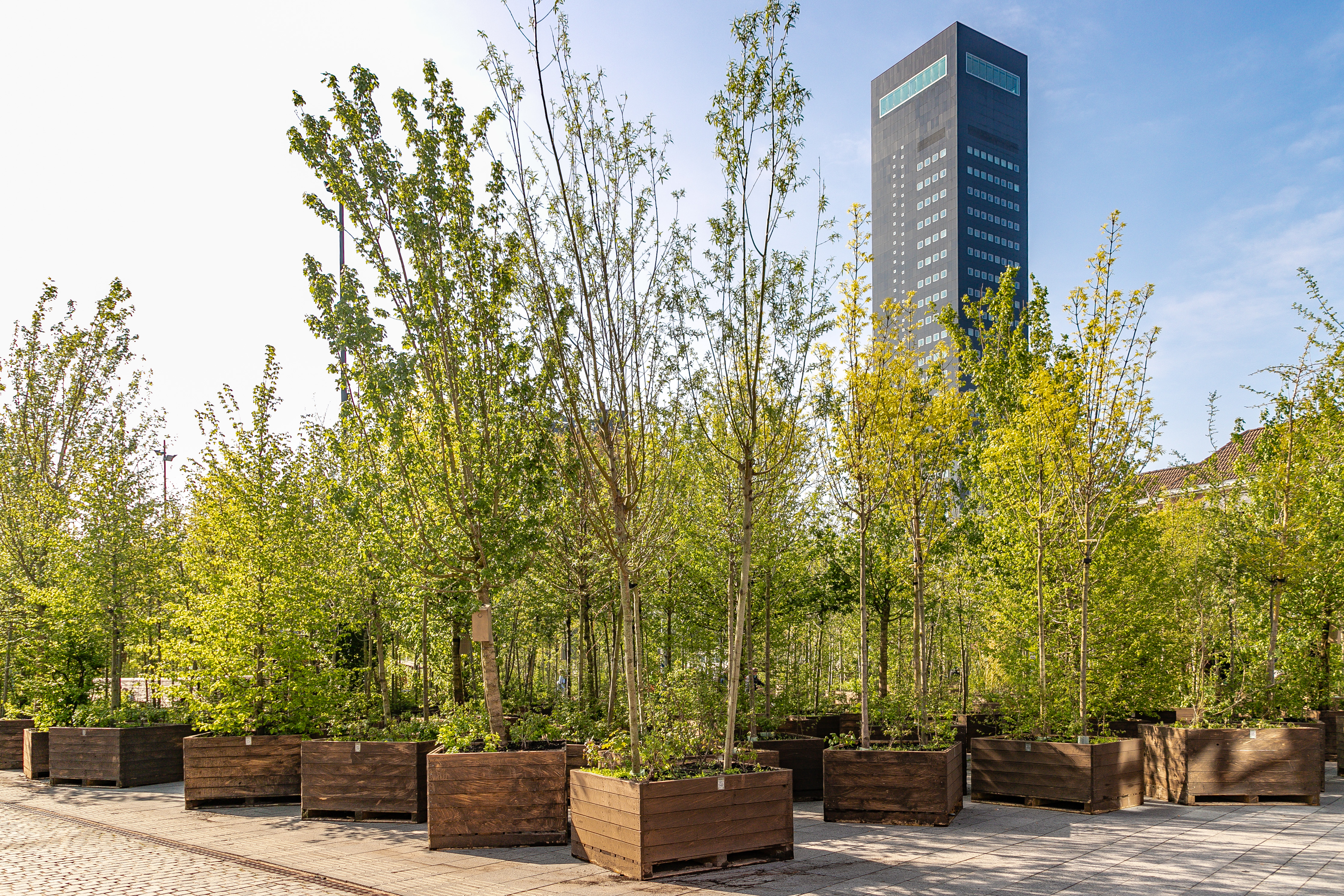 Bosk-boom op binnenplaats Stadhuis