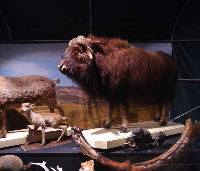 Ontmoet Krijn, de eerste Neanderthaler van Nederland