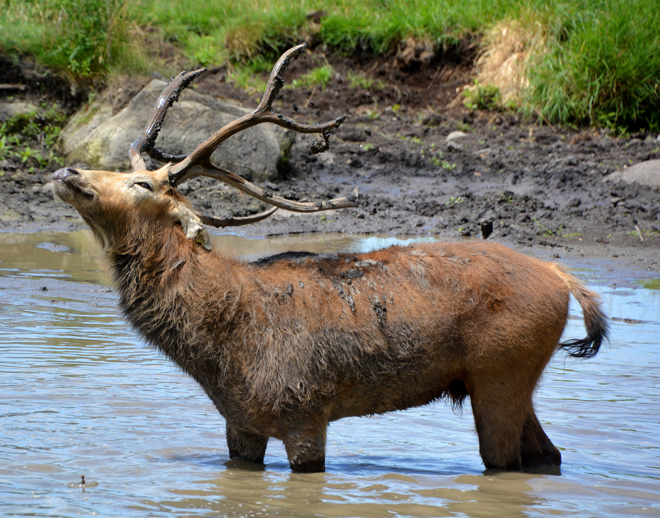 AquaZoo Leeuwarden heeft sinds kort twee Pater-Davidsherten (en die zijn in het wild uitgestorven)