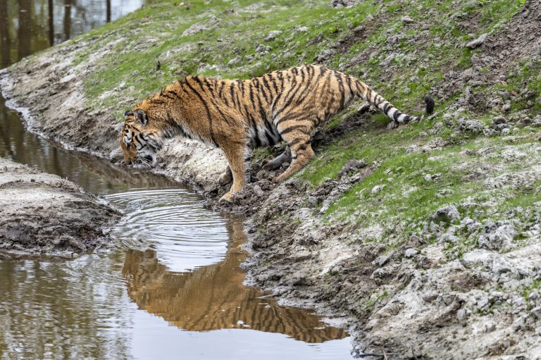 Heb jij Amoertijgers Aïda en Vadim al in de AquaZoo gezien?