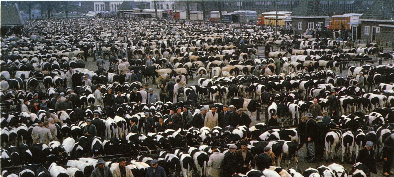 Ga jij mee op excursie naar de nieuwe veemarkt van Leeuwarden?