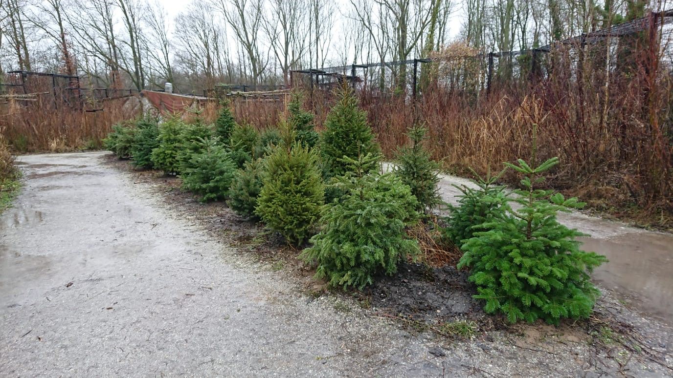 Lever je kerstboom op 2 januari in en krijg een gratis kaartje voor AquaZoo!
