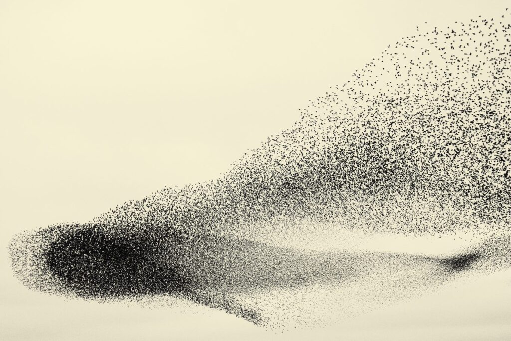 Spreeuwendans boven Fryslân