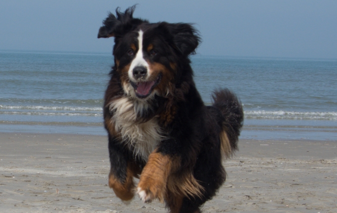 Het verhaal van Ben, de wonderhond