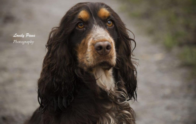 Hond Fido uit Warten genomineerd voor ‘de mooiste hond van Nederland 2020’